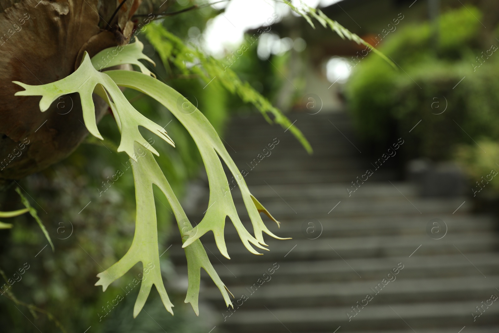 Plants with beautiful leaves growing outdoors, closeup Photo of Plants with beautiful leaves growing outdoors, closeup