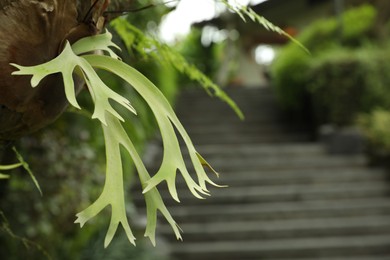 Photo of Plants with beautiful leaves growing outdoors, closeup