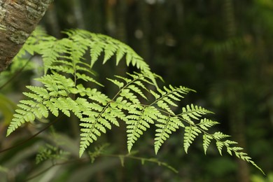 Photo of Plants with beautiful leaves growing outdoors, closeup
