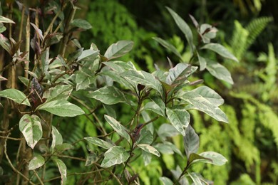 Photo of Plants with beautiful leaves growing outdoors, closeup