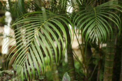 Photo of Palm tree with green leaves growing outdoors, closeup