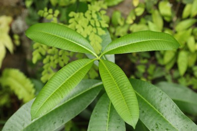Photo of Plants with beautiful leaves growing outdoors, closeup