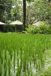 Photo of Rice plants ripening in paddy field, closeup