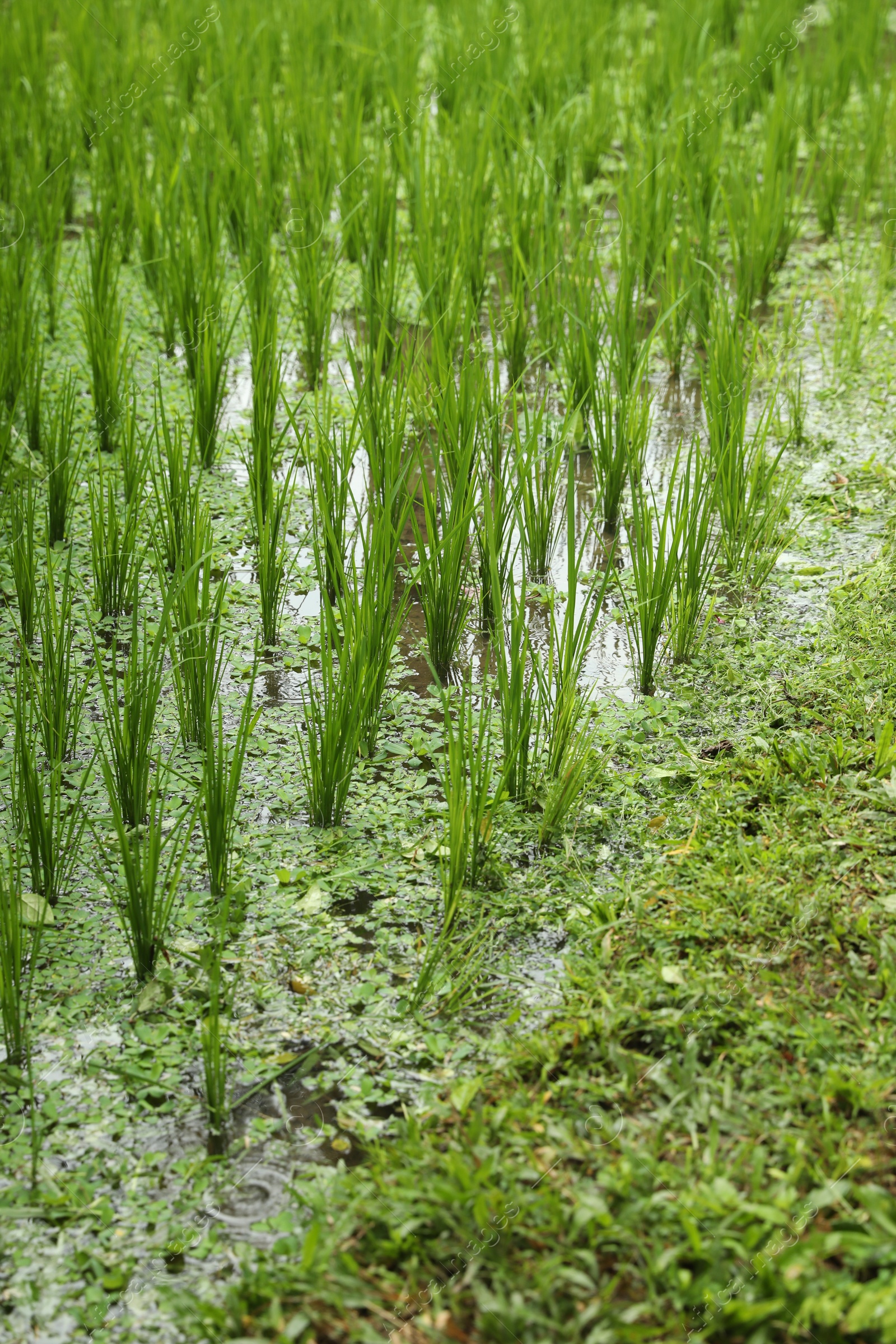 Rice plants ripening in paddy field, closeup Photo of Rice plants ripening in paddy field, closeup