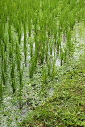 Photo of Rice plants ripening in paddy field, closeup