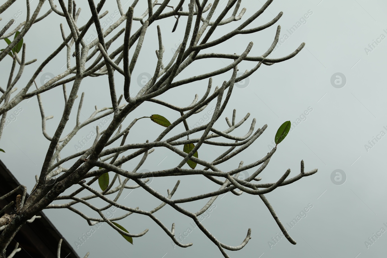 Beautiful tree with few leaves outdoors, closeup Photo of Beautiful tree with few leaves outdoors, closeup