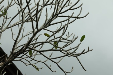 Photo of Beautiful tree with few leaves outdoors, closeup