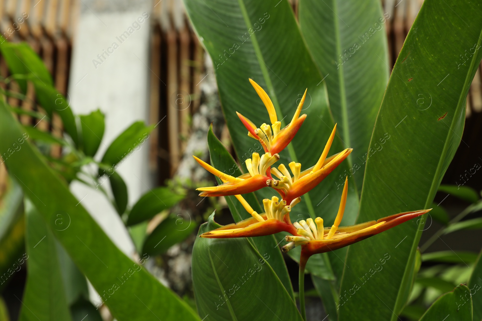 Beautiful parrot's beak flower growing in garden, closeup Photo of Beautiful parrot's beak flower growing in garden, closeup