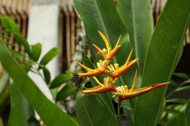 Photo of Beautiful parrot's beak flower growing in garden, closeup