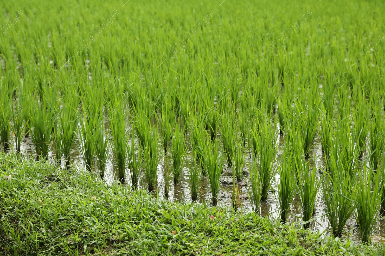 Rice plants ripening in paddy field, closeup Photo of Rice plants ripening in paddy field, closeup