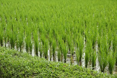 Photo of Rice plants ripening in paddy field, closeup