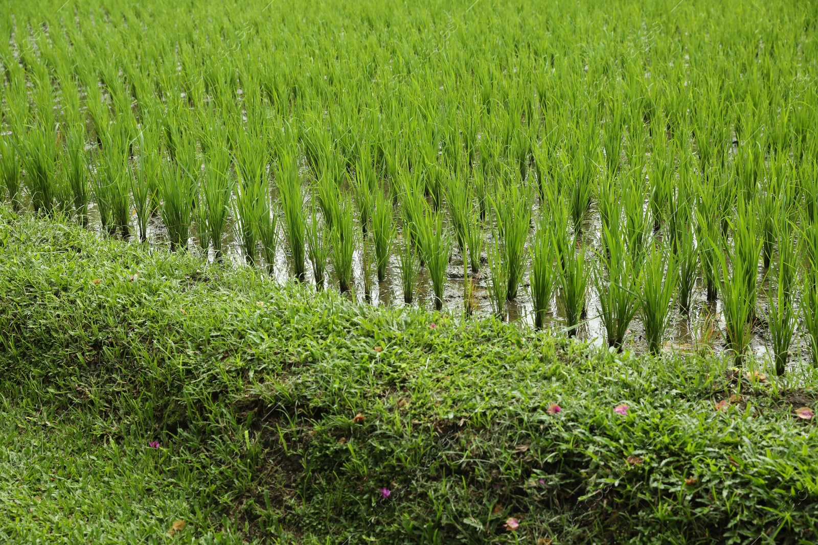 Rice plants ripening in paddy field, closeup Photo of Rice plants ripening in paddy field, closeup