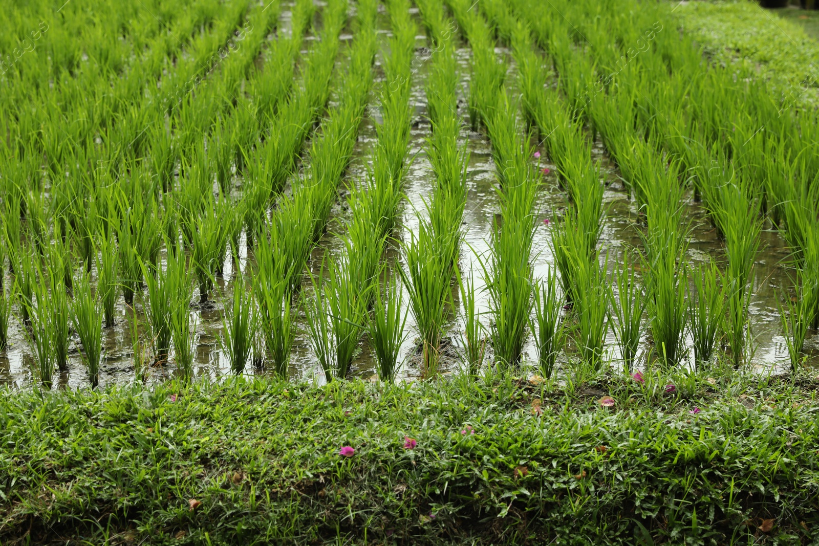 Rice plants ripening in paddy field, closeup Photo of Rice plants ripening in paddy field, closeup