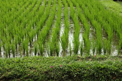 Photo of Rice plants ripening in paddy field, closeup