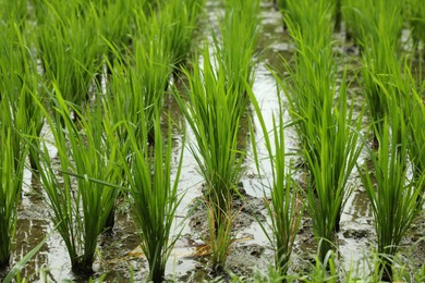 Photo of Rice plants ripening in paddy field, closeup
