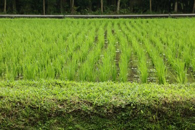 Photo of Rice plants ripening in paddy field on sunny day