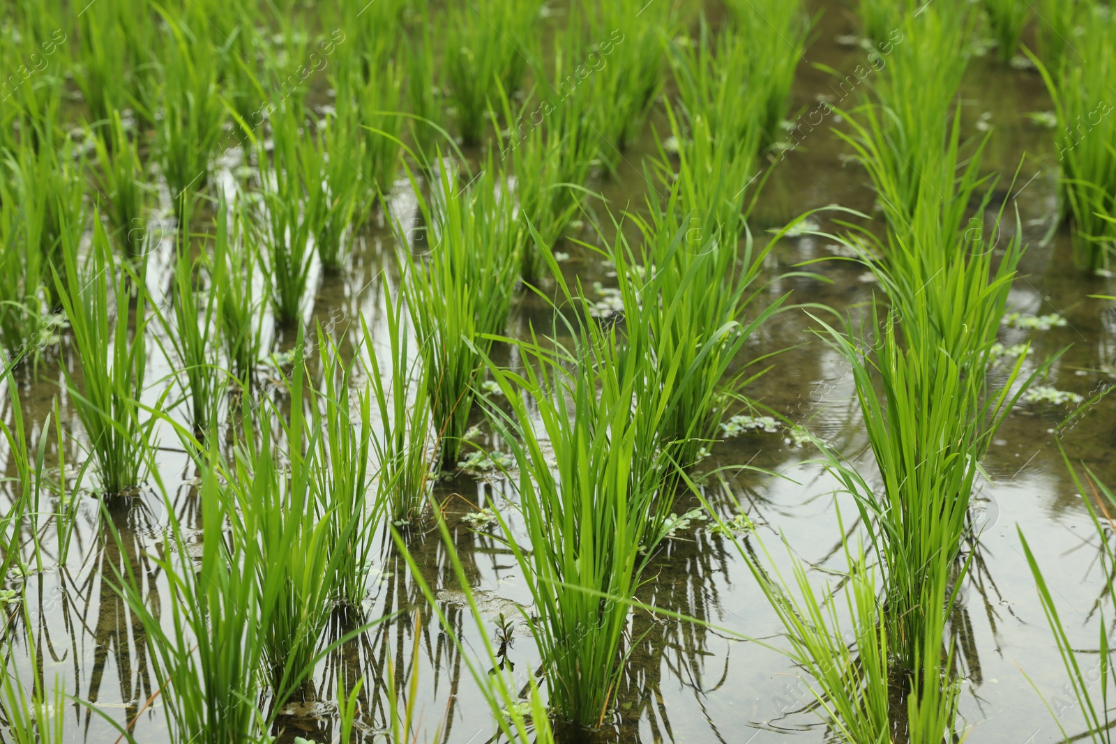 Rice plants ripening in paddy field, closeup Photo of Rice plants ripening in paddy field, closeup