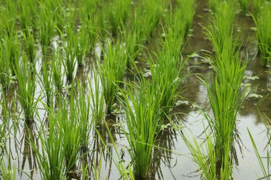 Photo of Rice plants ripening in paddy field, closeup