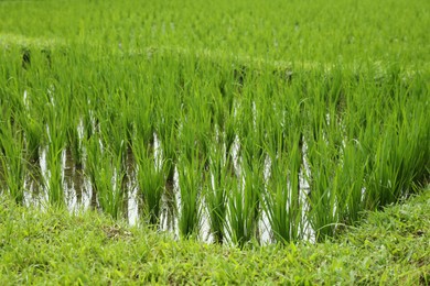 Photo of Rice plants ripening in paddy field, closeup
