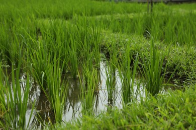 Photo of Rice plants ripening in paddy field, closeup
