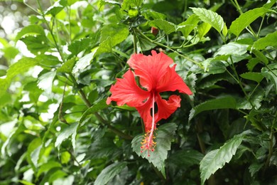 Photo of Beautiful red hibiscus flower growing in garden, closeup