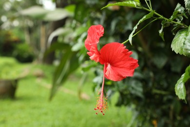 Photo of Beautiful red hibiscus flower growing in garden, closeup