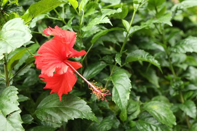 Photo of Beautiful red hibiscus flower growing in garden, closeup