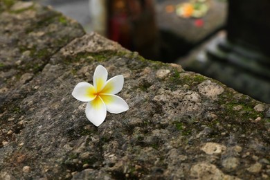 Photo of Beautiful plumeria flower on stone surface outdoors, closeup