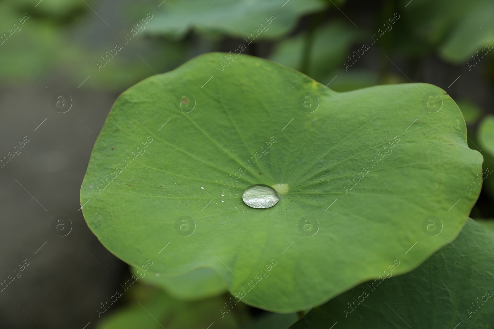 Lotus leaf with water drop outdoors, closeup Photo of Lotus leaf with water drop outdoors, closeup
