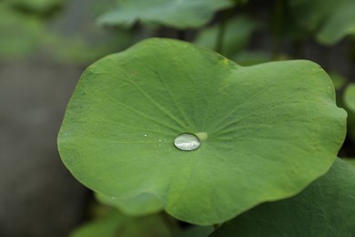 Photo of Lotus leaf with water drop outdoors, closeup