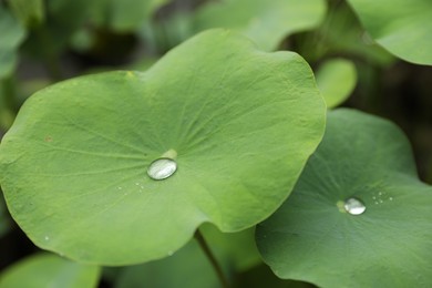 Photo of Lotus leaves with water drops outdoors, closeup