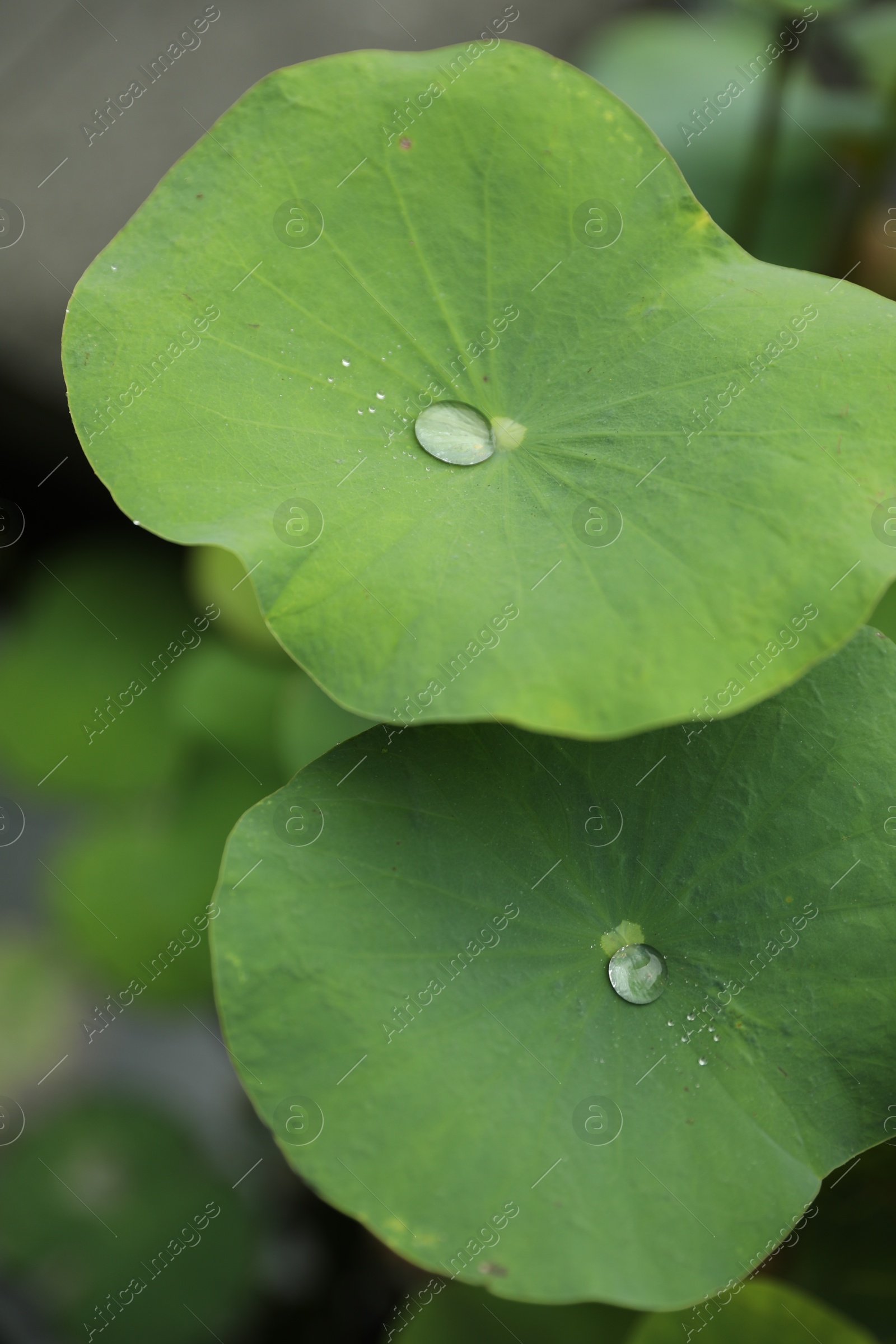 Lotus leaves with water drops outdoors, closeup Photo of Lotus leaves with water drops outdoors, closeup