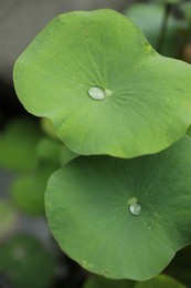 Photo of Lotus leaves with water drops outdoors, closeup