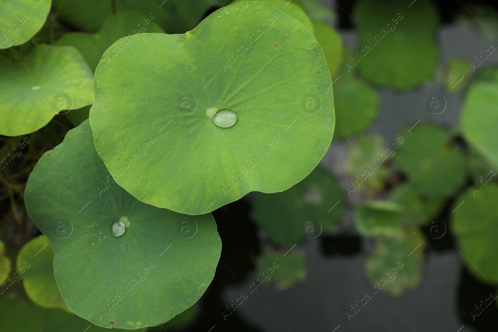 Lotus leaves with water drops outdoors, closeup Photo of Lotus leaves with water drops outdoors, closeup