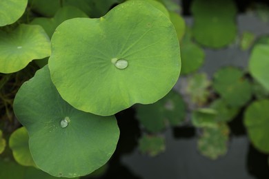 Photo of Lotus leaves with water drops outdoors, closeup