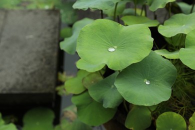 Photo of Lotus leaves with water drops outdoors, closeup
