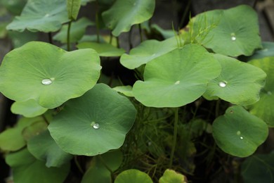 Photo of Lotus leaves with water drops outdoors, closeup