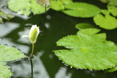 Photo of Beautiful water lily flower and leaves in pond, closeup