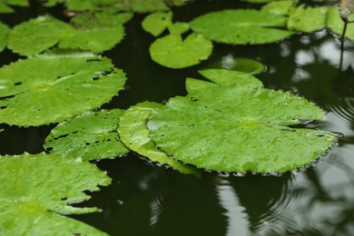 Photo of Beautiful water lily leaves in pond, closeup