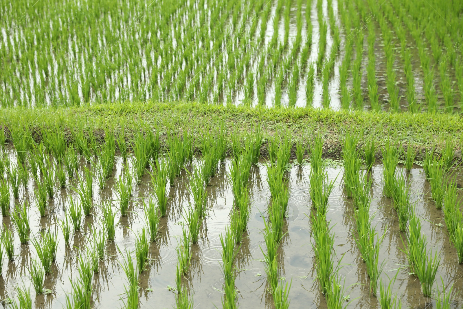 Rice plants ripening in paddy field, closeup Photo of Rice plants ripening in paddy field, closeup