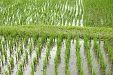 Photo of Rice plants ripening in paddy field, closeup