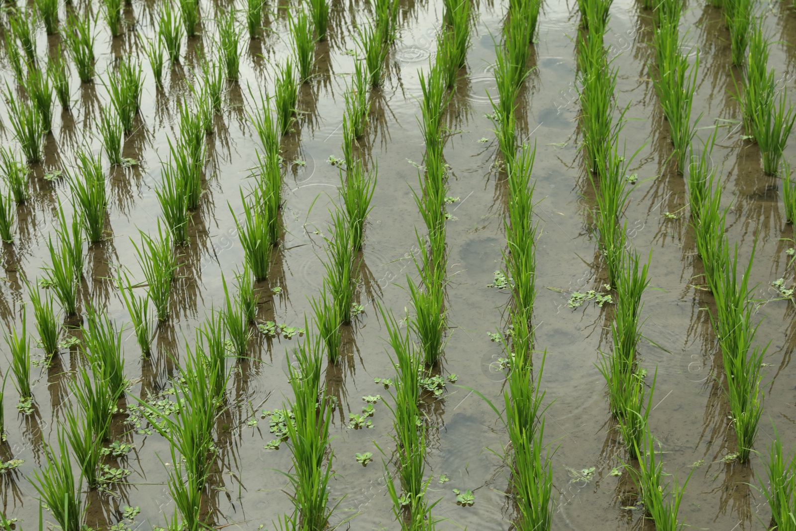 Rice plants ripening in paddy field, closeup Photo of Rice plants ripening in paddy field, closeup