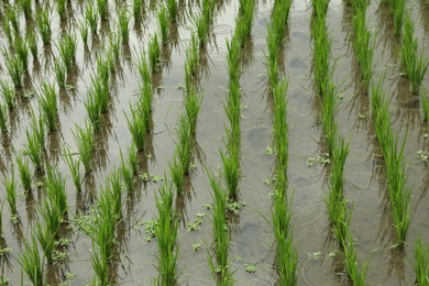 Photo of Rice plants ripening in paddy field, closeup