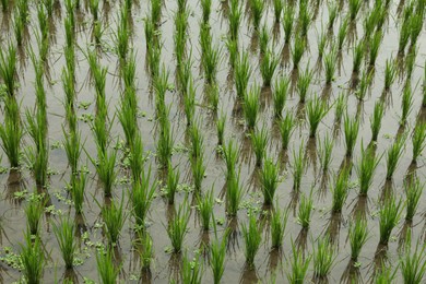 Photo of Rice plants ripening in paddy field, closeup