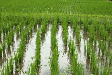 Photo of Rice plants ripening in paddy field, closeup