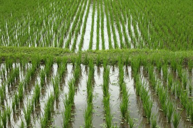 Photo of Rice plants ripening in paddy field, closeup
