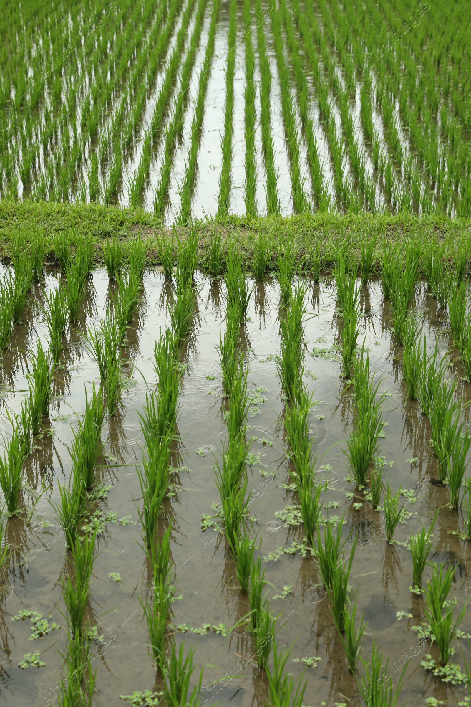 Rice plants ripening in paddy field, closeup Photo of Rice plants ripening in paddy field, closeup