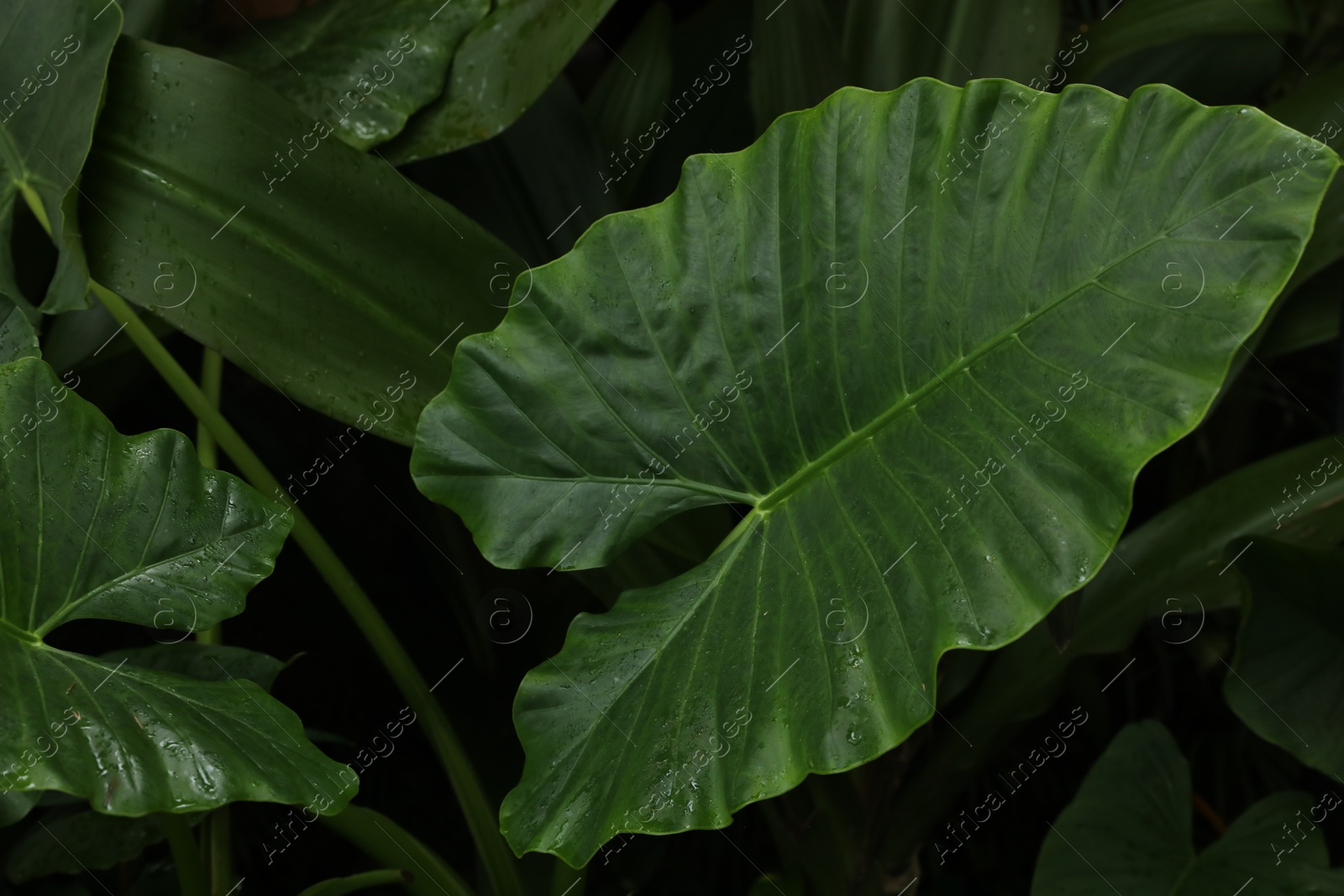 Photo of Plants with beautiful leaves growing outdoors, closeup