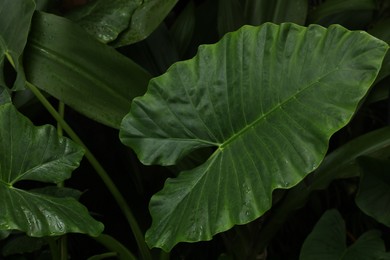 Photo of Plants with beautiful leaves growing outdoors, closeup