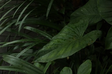 Photo of Plants with beautiful leaves growing outdoors, closeup